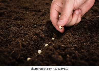 40,736 Man planting seed Images, Stock Photos & Vectors | Shutterstock