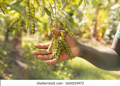 male hand showing green bean pod on permaculture plantation