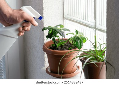 Male hand spraying houseplant next to glass block window - Powered by Shutterstock