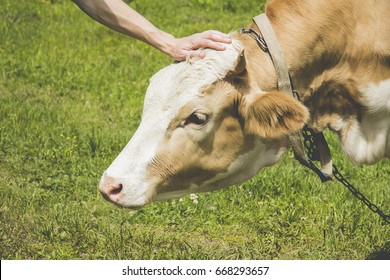 Male hand touch cow on the farm. Bull in the meadow. Man and animal friendship - Powered by Shutterstock