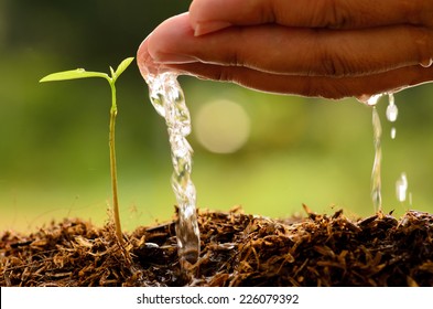 Male Hand Watering Young Tree Over Green Background