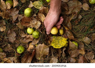Male handpicking wild paradise apples in the autumn morning after the rain.