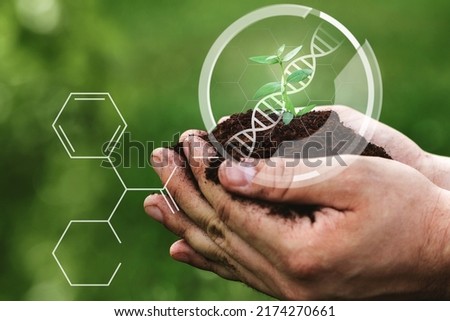 Male hands carefully holding little sprout. Concept of GMO in genetic engineering for crop modification.