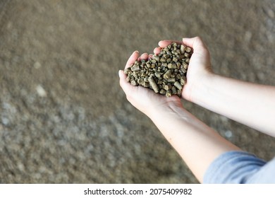 Male Hands Folded In Shape Of Heart Holding Handful Of Granulated Rapeseed Meal. Concept Of Organic Supplement In Production Of Compound Feed For Livestock Animals..