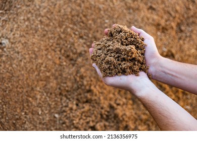Male hands holding handful of beer bagasse on background of large pile. Organic waste used as livestock feedstuff