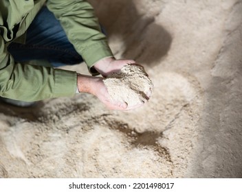 Male Hands Holding Handful Of Corn Germ Meal On Background Of Large Pile. Organic Livestock Feed ..