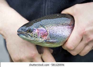 Male Hands Holding Rainbow Trout On The Farm