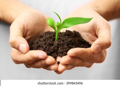 Male Hands Holding Soil And Plant, Closeup