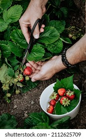 Male hands pick strawberries. Natural organic farm product. Vertical shot