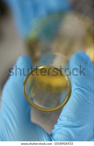 Male hands in protective gloves hold test tube in\
hands produces chemistry test of motor oil automatic gearbox and\
hydraulic booster