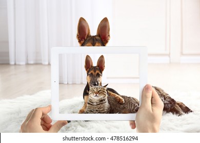 Male hands taking photo of cute puppy and cat on tablet.