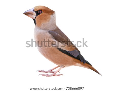 Image, Stock Photo Hawfinch
