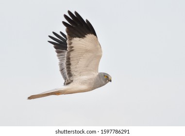 A male Hen harrier is beautiful bird of pray - Shutterstock ID 1597786291