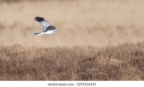 Male hen harrier (Circus cyaneus) flying over the moors, Isle of Mull, Scotland