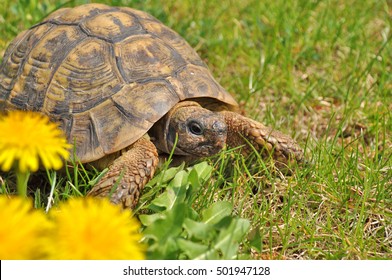 Male Hermanns Tortoise Testudo Hermanni Meadow Stock Photo 501947128 ...