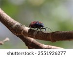 A male Hibiscus Harlequin Bug (Tectocoris diophthalmus) also known as a Cotton Harlequin Bug. 