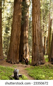 Male Hiker In Sequioa National Park