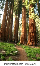 Male Hiker In Sequioa National Park