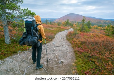 Male hiker in yellow jacket with heavy backpack and hiking poles walks through the landscape of Pallas-Yllastunturi national park in Finnish Lapland. Cloudy day of autumn in arctic Finland. - Shutterstock ID 2147086111