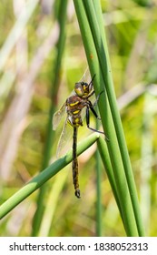 Male Hine's Emerald, Will County, Illinois.