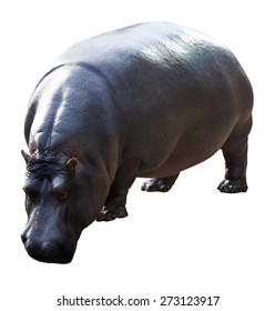 269 Hippopotamus cutout Images, Stock Photos & Vectors | Shutterstock