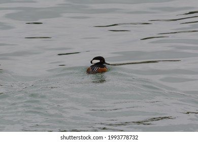 A Male Hood Merganser Swims In A Cove Off Of Lake Erie Near Cleveland, Ohio On Winter Afternoon.