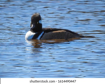 Male  hooded merganser (Lophodytes cucullatus) on Merritt Island, Florida - Powered by Shutterstock