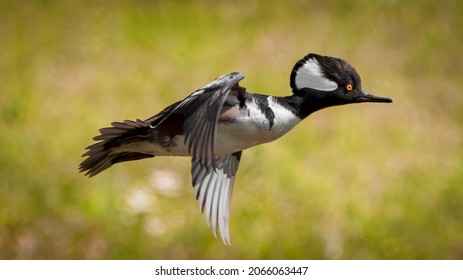 Male hooded merganser - Lophodytes cucullatus - with orange eye flying close up over prairie head feather detail, green blur background - Powered by Shutterstock