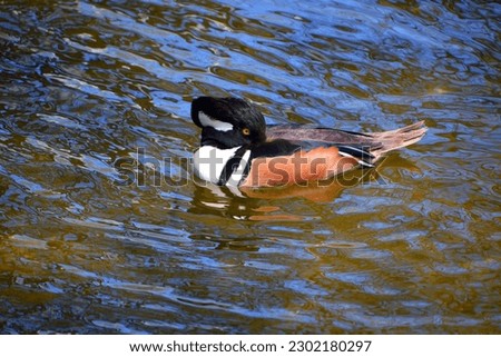 The male hooded merganser (Lophodytes cucullatus) is a species of fish-eating duck in the subfamily Anatinae. It is the only extant species in the genus Lophodytes. 