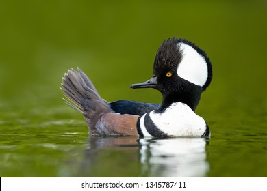 Male Hooded Merganser Portrait - Powered by Shutterstock