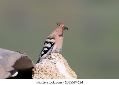 206 Hoopoe Eggs Images, Stock Photos & Vectors | Shutterstock