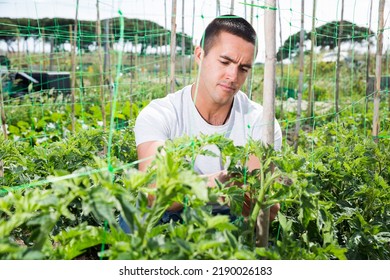 Male Horticulturist Working With Tomatoes Bushes In Garden Outdoor