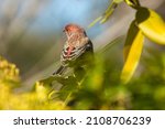 Male house finch, Carpodacus mexicanus, in a shrub at the Nathan Hale State Forest in Coventry, Connecticut.