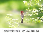 Male house finch on beautiful sunny day