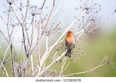 A Male House Finch At César Chávez Park, Berkeley, California.