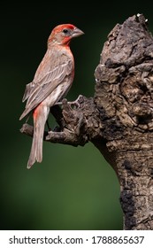 Male House Finch Perched On A Tree Stump