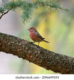 A male House Finch perched on a branch.