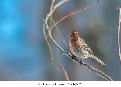 Male House Finch Perched On A Branch In Lexington, Kentucky During Winter Storm Thor.