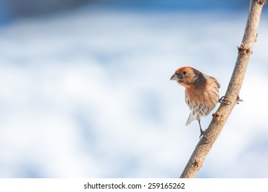 Male House Finch Perched On A Branch In Lexington, Kentucky During Winter Storm Thor.