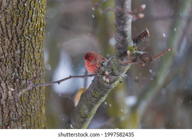 A Male House Finch Perches In A Tree During A Snowstorm In Linden, Michigan.