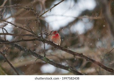 A Male House Finch Perches In A Tree During A Snowstorm In Linden, Michigan.