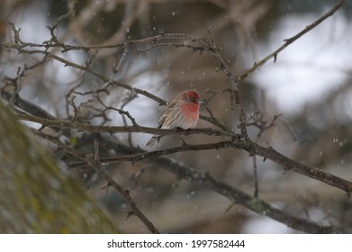 A Male House Finch Perches In A Tree During A Snowstorm In Linden, Michigan.