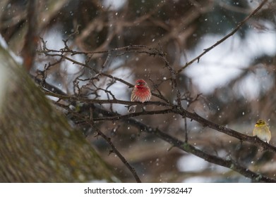 A Male House Finch Perches In A Tree During A Snowstorm In Linden, Michigan.