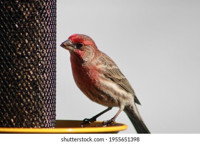 A male house finch with red plumage is perched on the yellow base of a hanging tube feeder eating thistle or nyjer seed. The bird is pecking at the metal mesh to get access to the small bird seed. - Shutterstock ID 1955651398