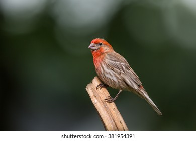 A Male House Finch (red Variant) Perched On A Small Branch In Northern Lexington, Kentucky.