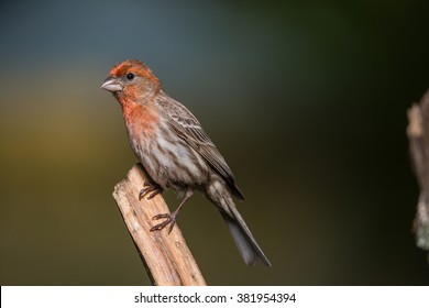 A Male House Finch (red Variant) Perched On A Small Branch In Northern Lexington, Kentucky.