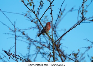 5,805 Song finch Images, Stock Photos & Vectors | Shutterstock