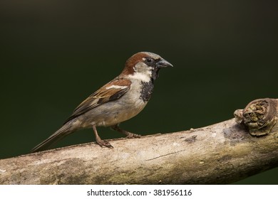 A Male House Sparrow On A Branch In Northern Lexington, Kentucky. 