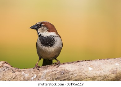 A Male House Sparrow On A Branch In Northern Lexington, Kentucky. 