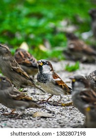 Male house sparrow in a park waiting for food with other sparrows